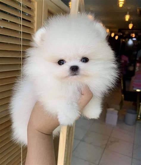 Cuccioli di Spitz Volpino Pomerania 